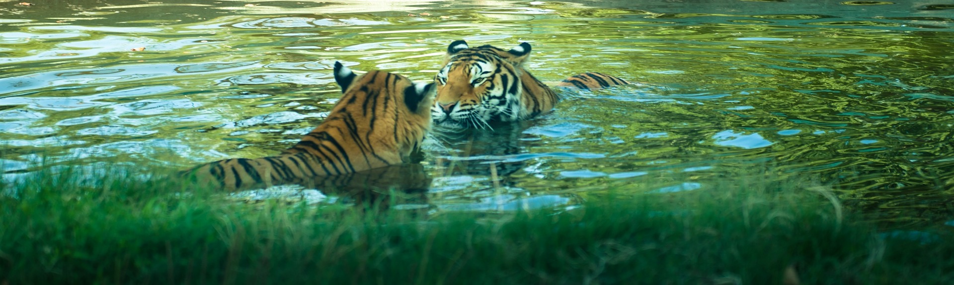 tigers playing